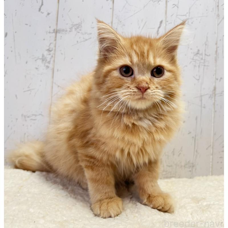 販売中の千葉県のラガマフィン-130612の2枚目