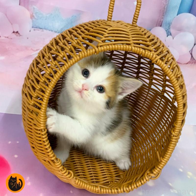 販売中の大阪府のスコティッシュフォールド-132004