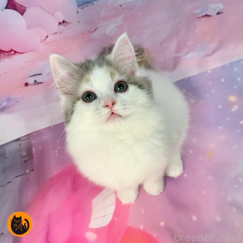 販売中の大阪府のスコティッシュフォールド-131651