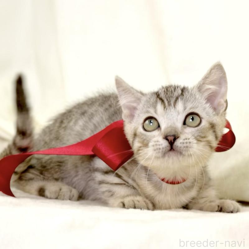 販売中の栃木県のジェネッタ-131406の10枚目