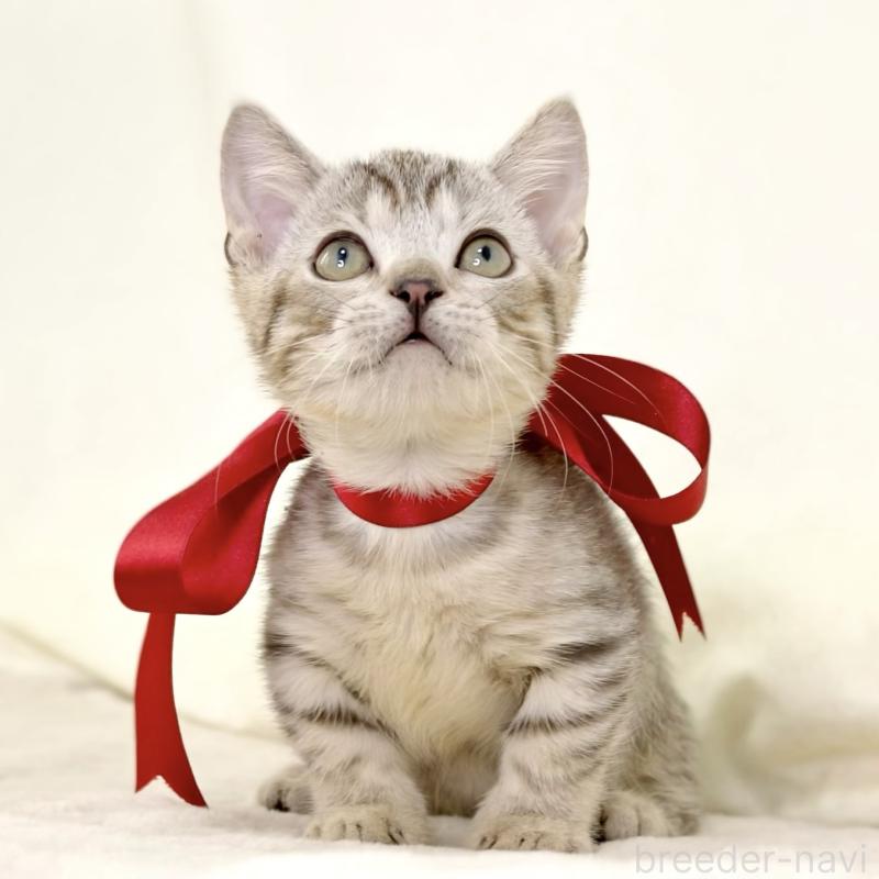 販売中の栃木県のジェネッタ-131406の9枚目