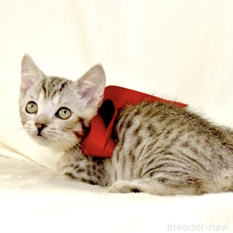 販売中の栃木県のジェネッタ-131406の8枚目