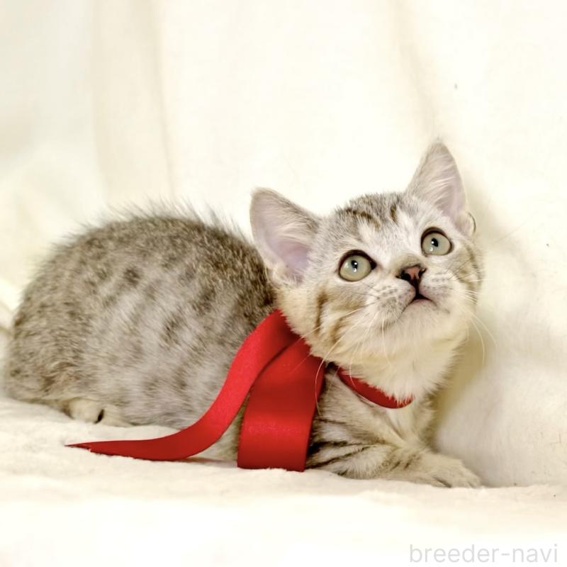 販売中の栃木県のジェネッタ-131406の7枚目