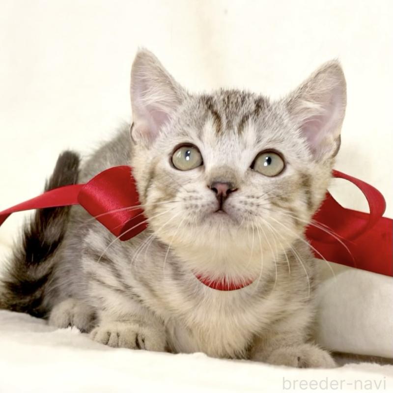 販売中の栃木県のジェネッタ-131406の6枚目