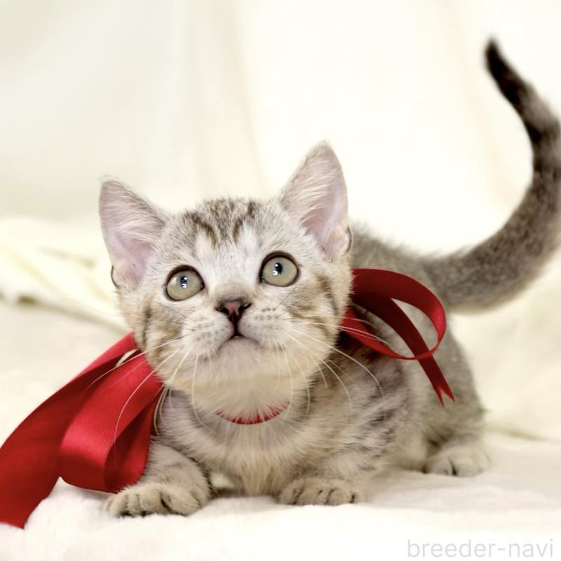 販売中の栃木県のジェネッタ-131406の5枚目