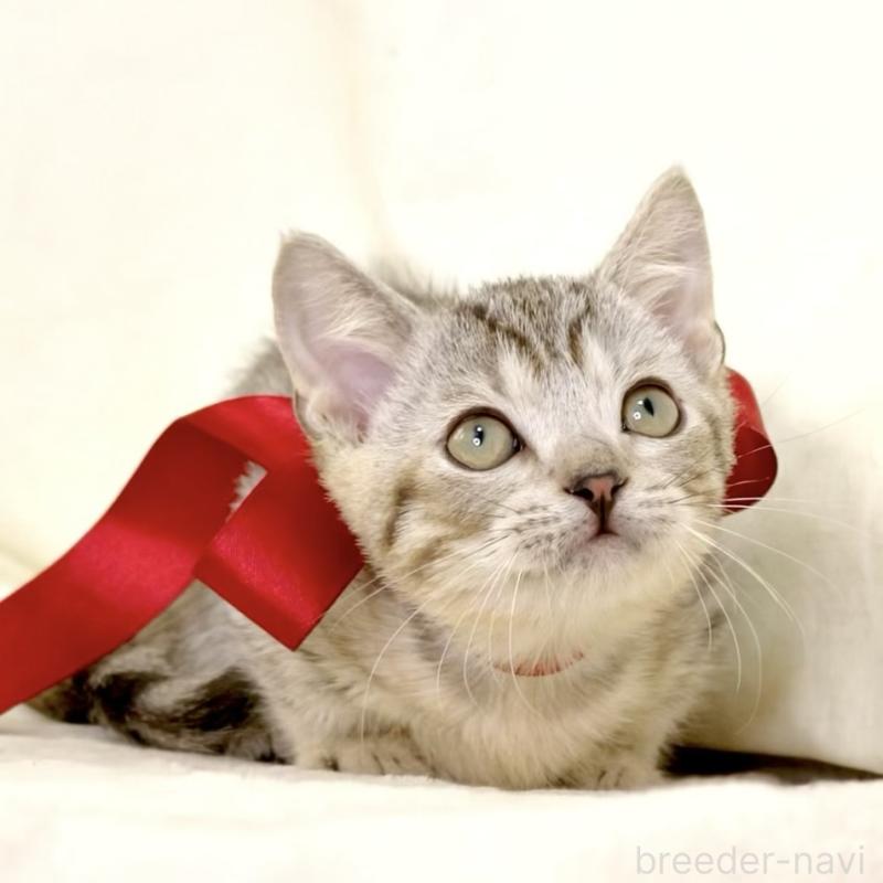 販売中の栃木県のジェネッタ-131406の4枚目