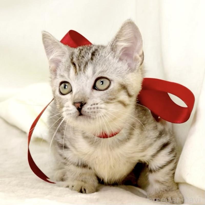 販売中の栃木県のジェネッタ-131406の3枚目