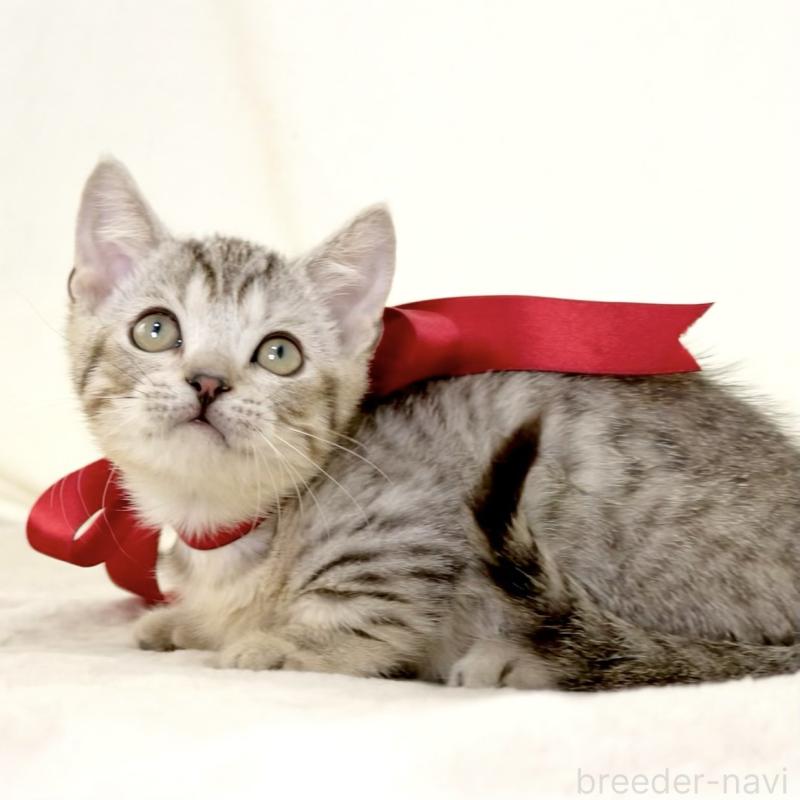 販売中の栃木県のジェネッタ-131406の2枚目