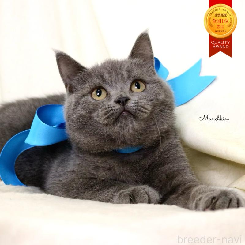 販売中の栃木県のマンチカン-133199