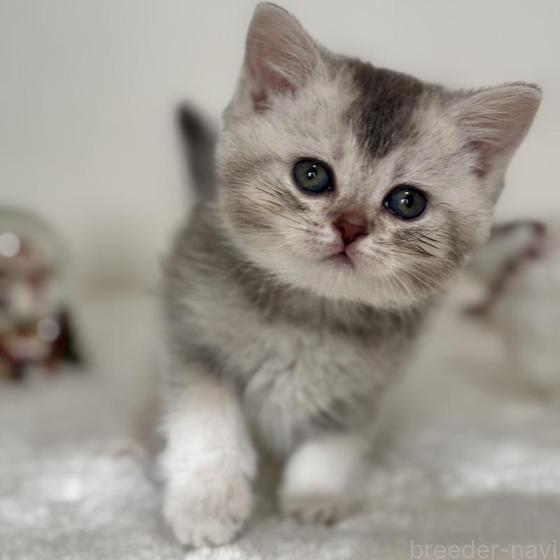 販売中の埼玉県のミヌエット-133593の4枚目