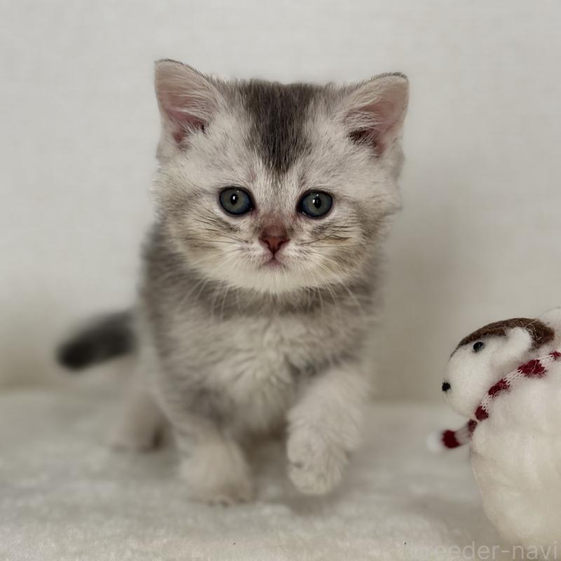 販売中の埼玉県のミヌエット-133593の3枚目