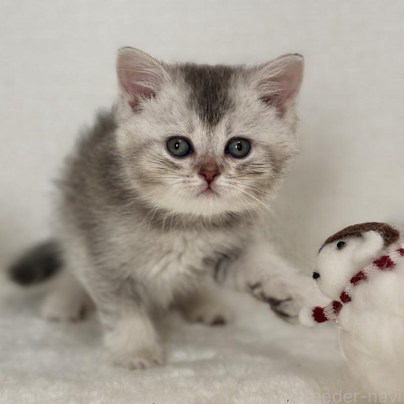 販売中の埼玉県のミヌエット-133593の2枚目