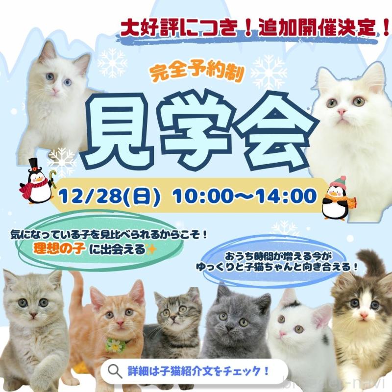 販売中の埼玉県のマンチカン-133004の3枚目