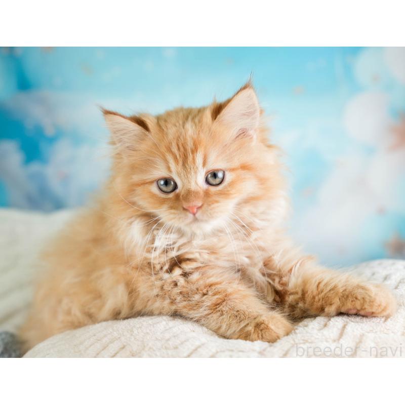 販売中の埼玉県のサイベリアン-133594の9枚目