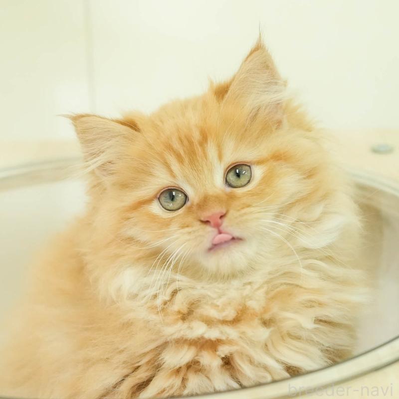 販売中の埼玉県のサイベリアン-133594