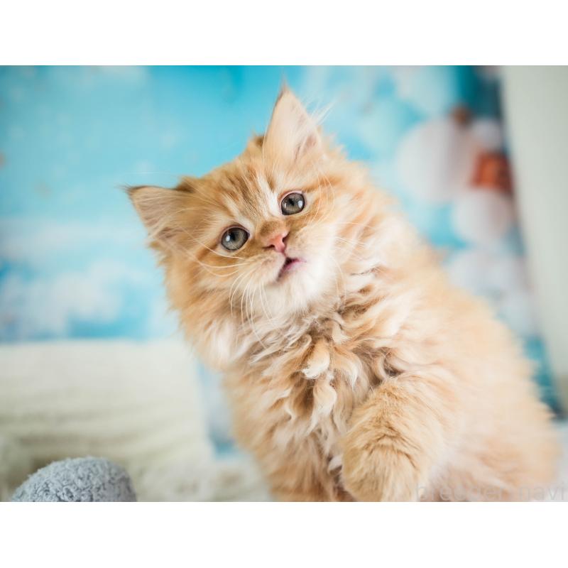 販売中の埼玉県のサイベリアン-133594の8枚目