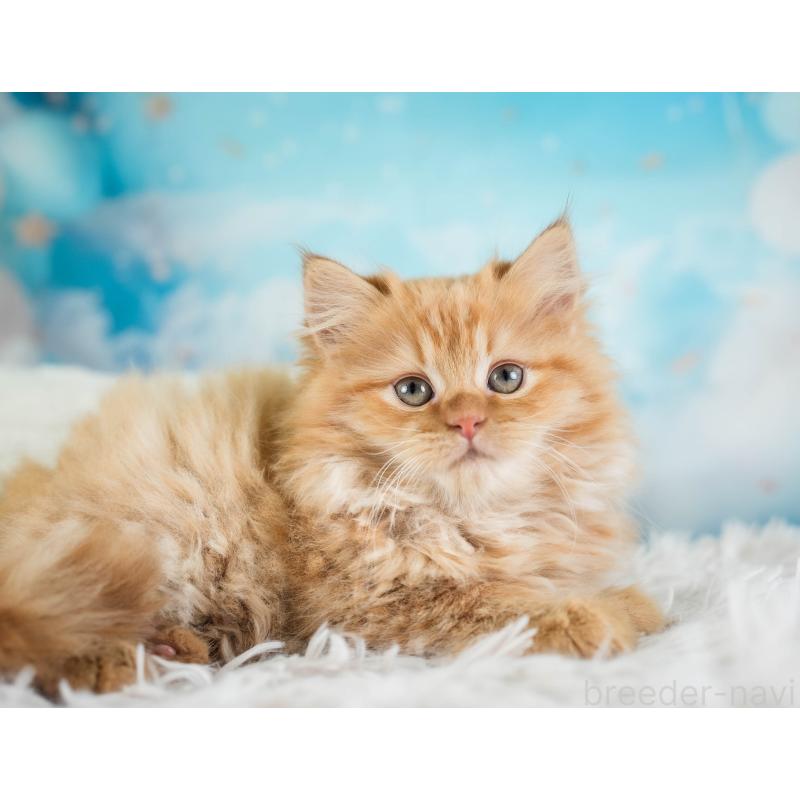 販売中の埼玉県のサイベリアン-133594の7枚目