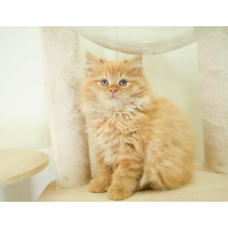 販売中の埼玉県のサイベリアン-133594の6枚目