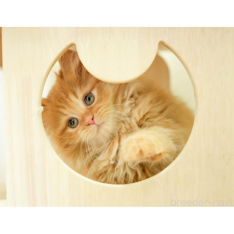 販売中の埼玉県のサイベリアン-133594の5枚目