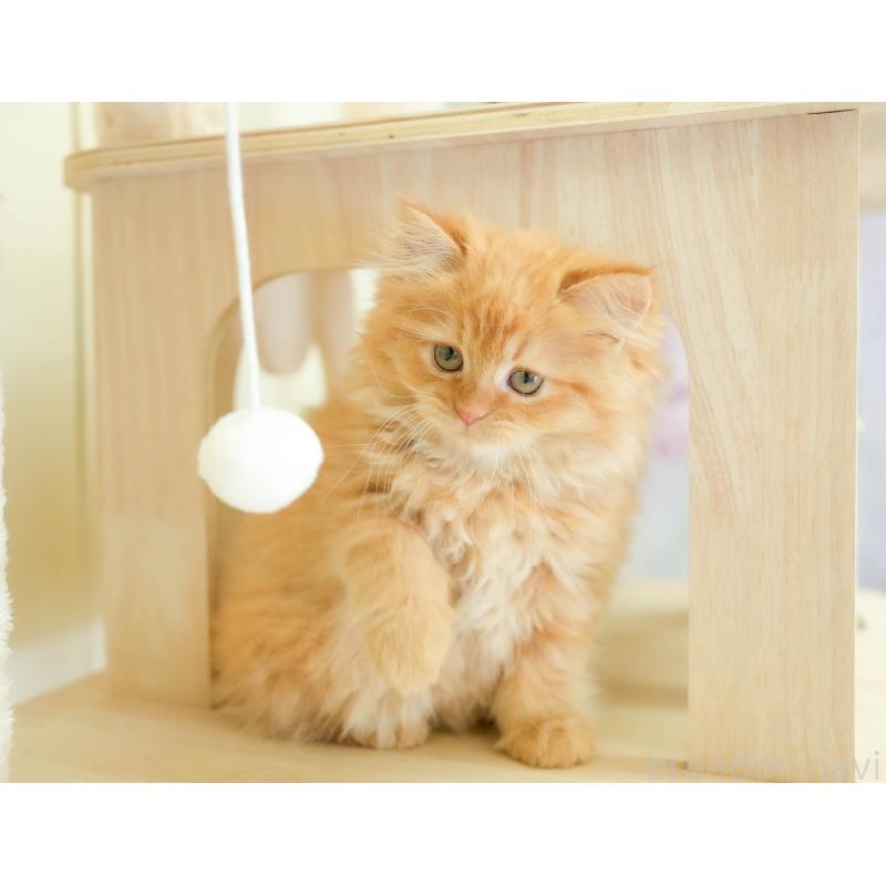 販売中の埼玉県のサイベリアン-133594の4枚目