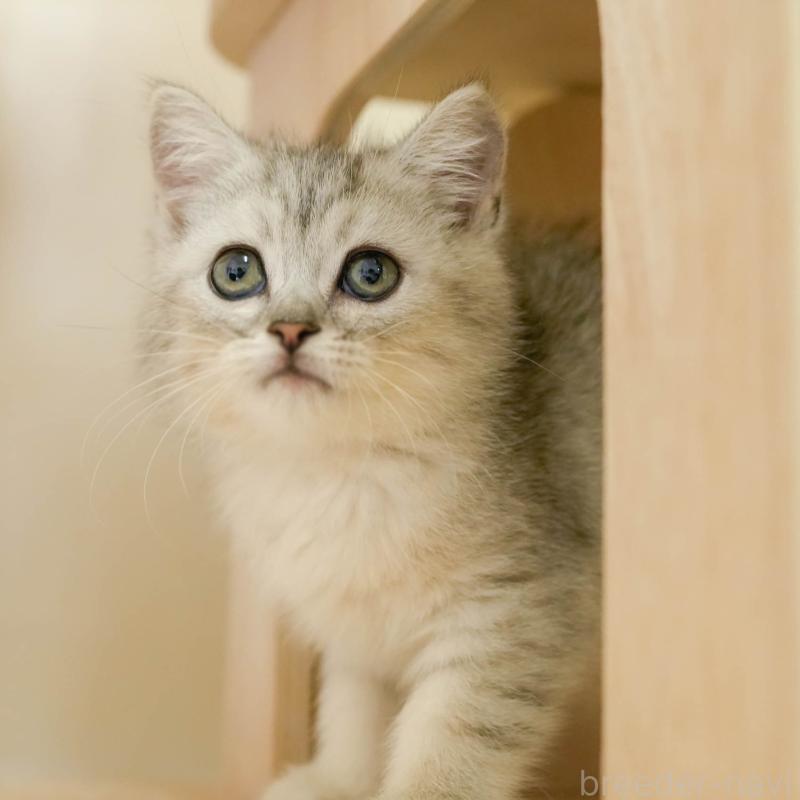 商談中の埼玉県のミヌエット-133595の9枚目