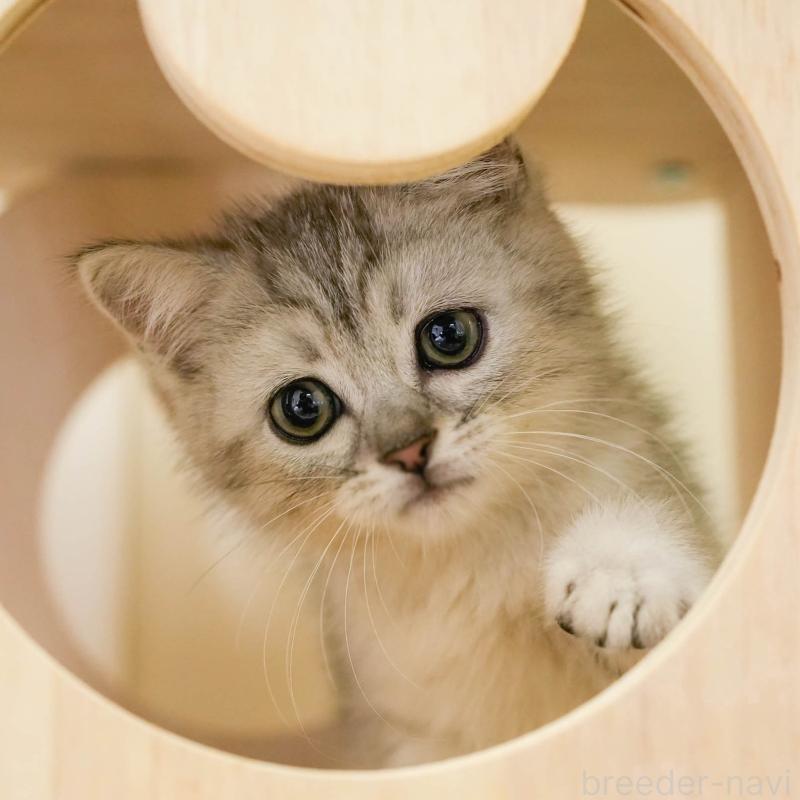 商談中の埼玉県のミヌエット-133595の1枚目