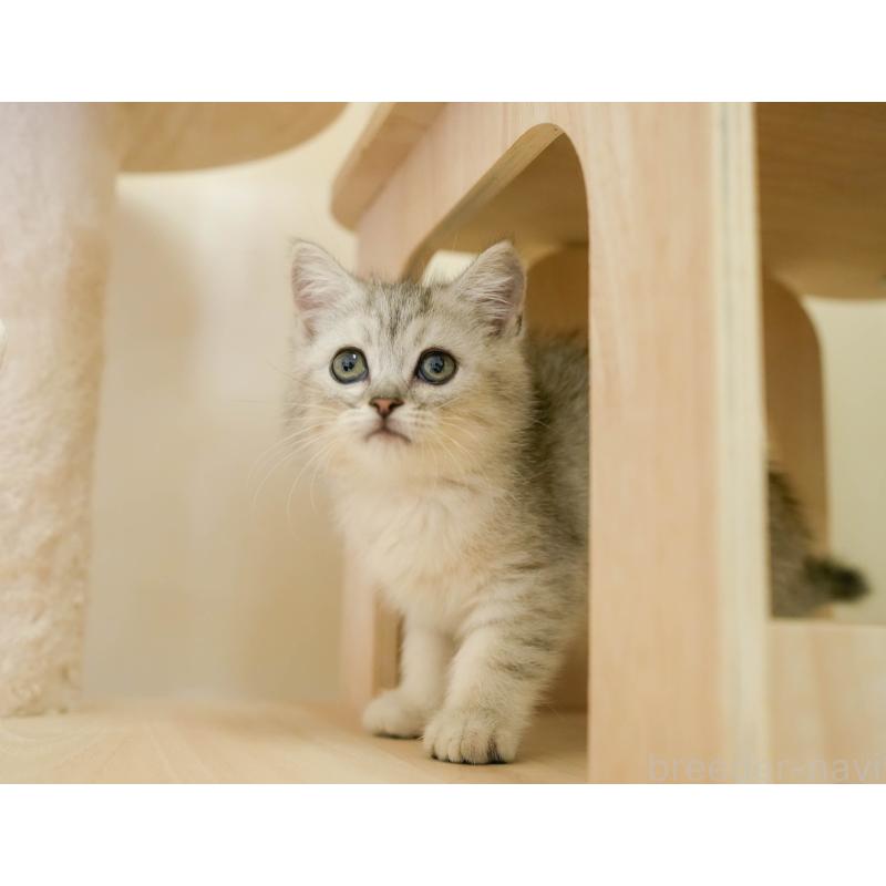 商談中の埼玉県のミヌエット-133595の8枚目