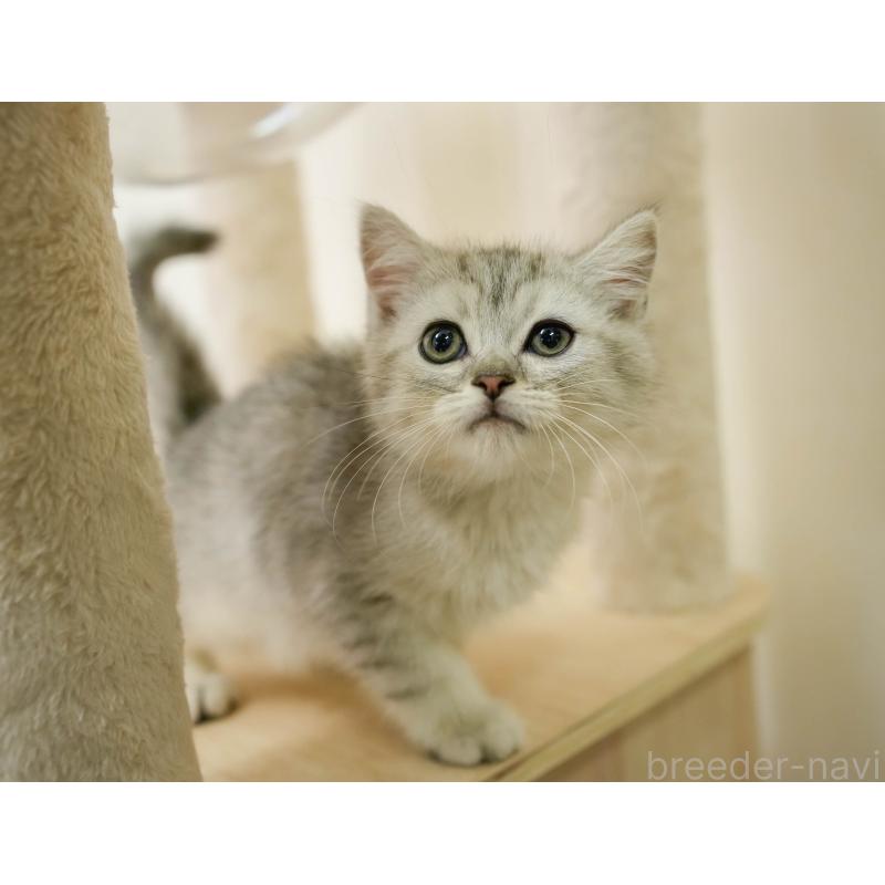 商談中の埼玉県のミヌエット-133595の7枚目