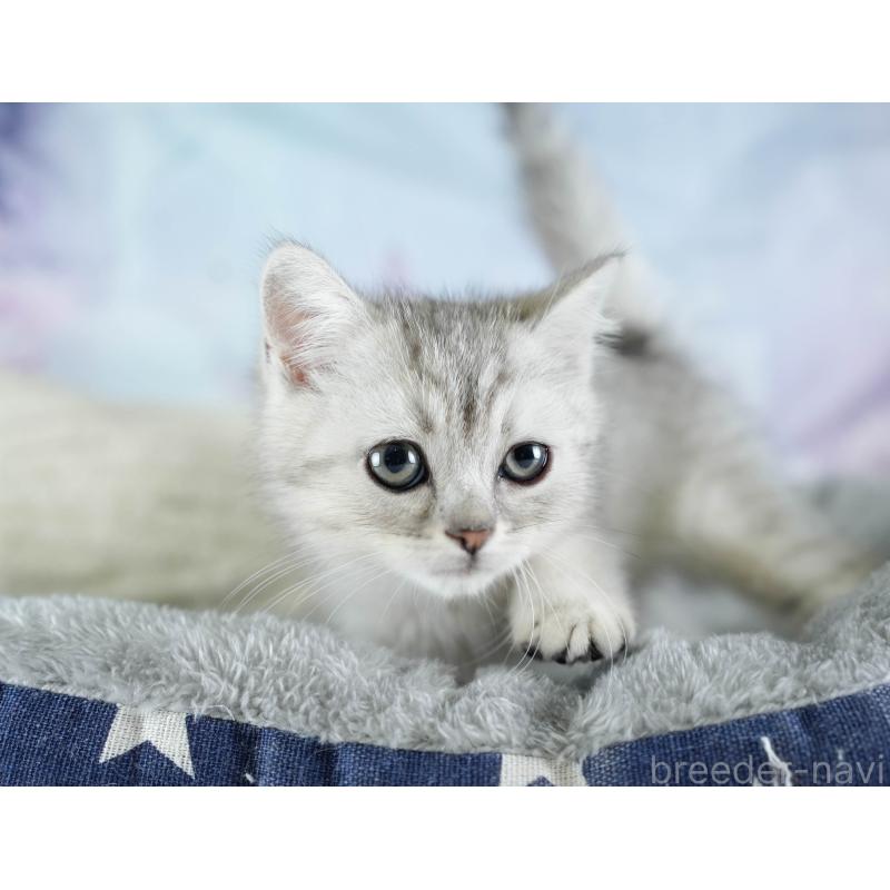 商談中の埼玉県のミヌエット-133595の6枚目