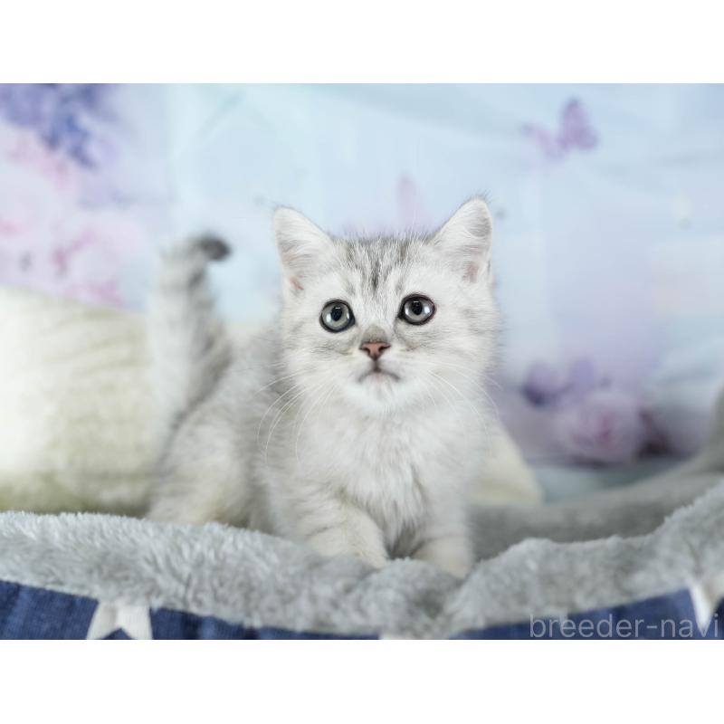 商談中の埼玉県のミヌエット-133595の5枚目