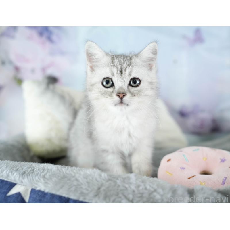 商談中の埼玉県のミヌエット-133595の4枚目