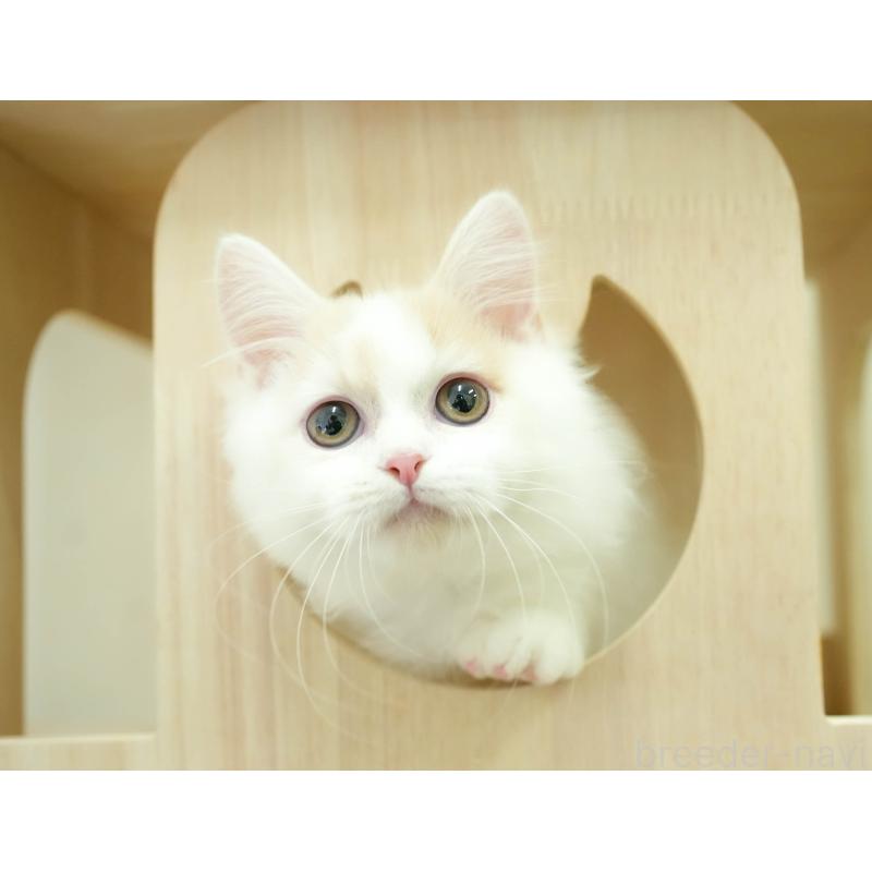 販売中の埼玉県のミヌエット-133596の9枚目