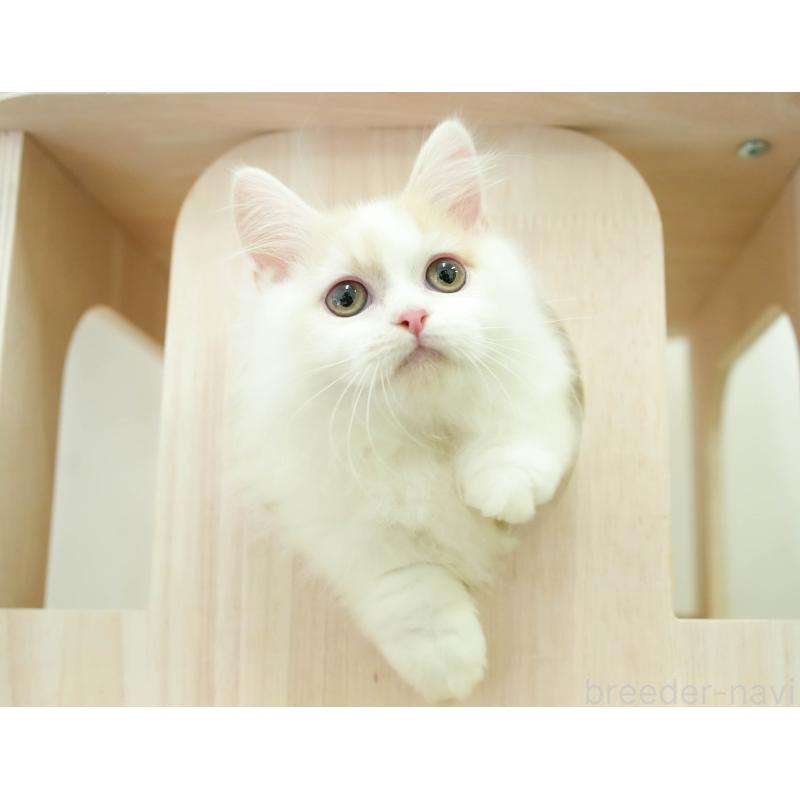 販売中の埼玉県のミヌエット-133596の8枚目