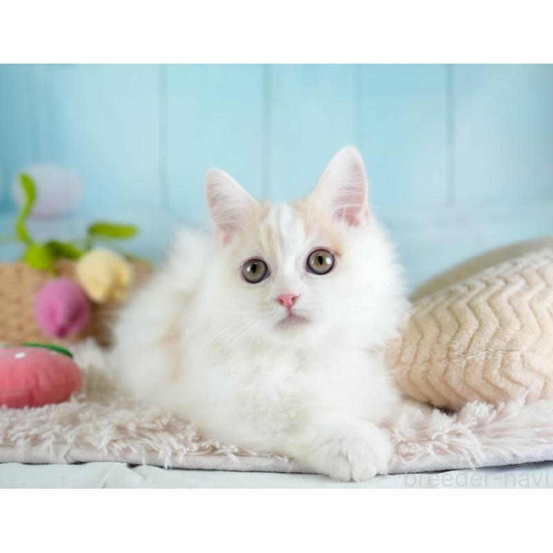 販売中の埼玉県のミヌエット-133596の7枚目