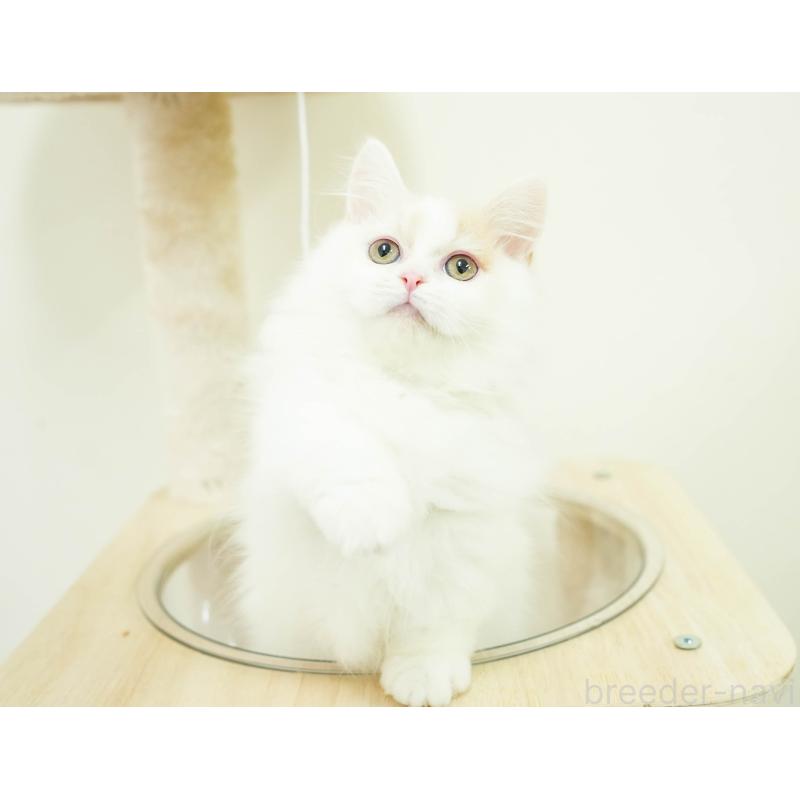 販売中の埼玉県のミヌエット-133596の6枚目