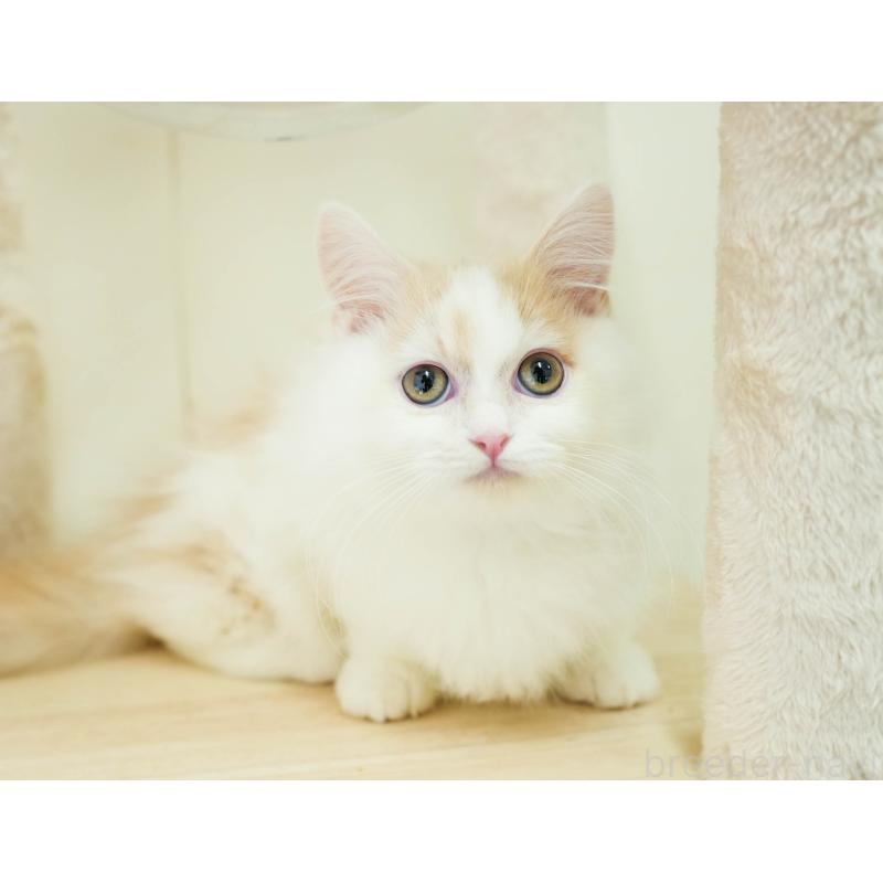 販売中の埼玉県のミヌエット-133596の5枚目