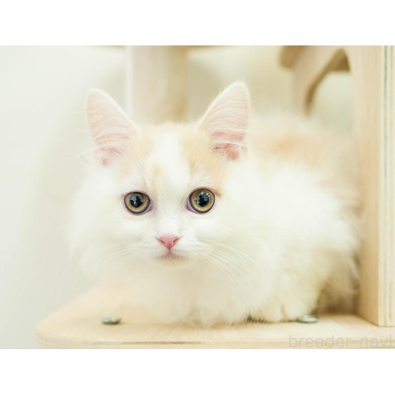 販売中の埼玉県のミヌエット-133596の4枚目