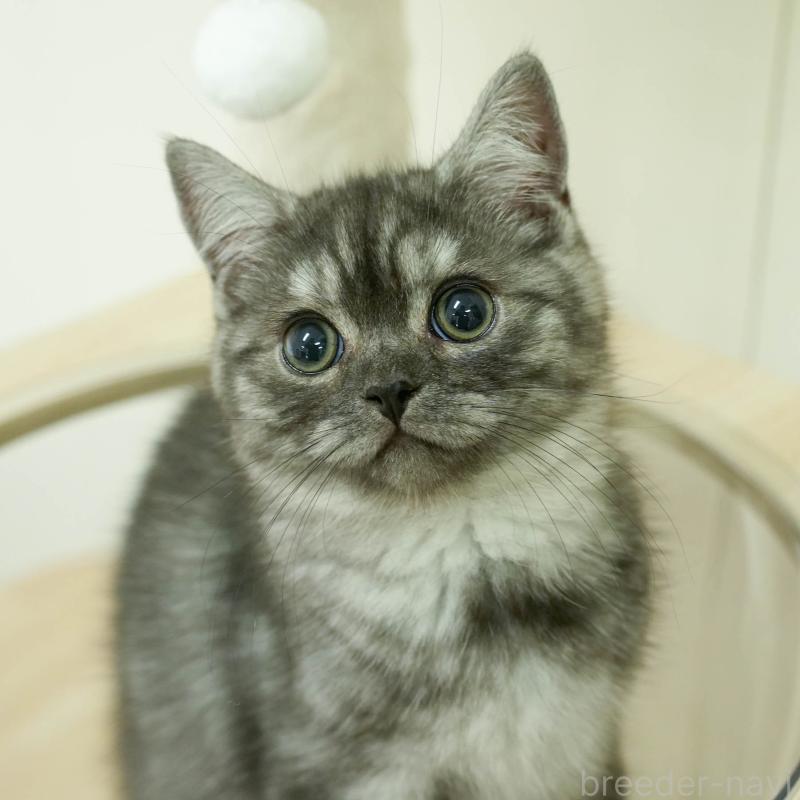 販売中の埼玉県のミヌエット-133597