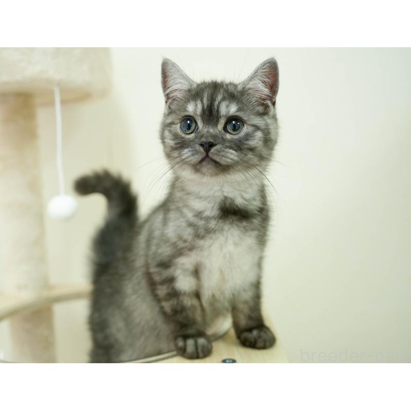 販売中の埼玉県のミヌエット-133597の9枚目