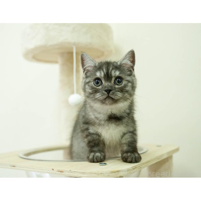 販売中の埼玉県のミヌエット-133597の8枚目