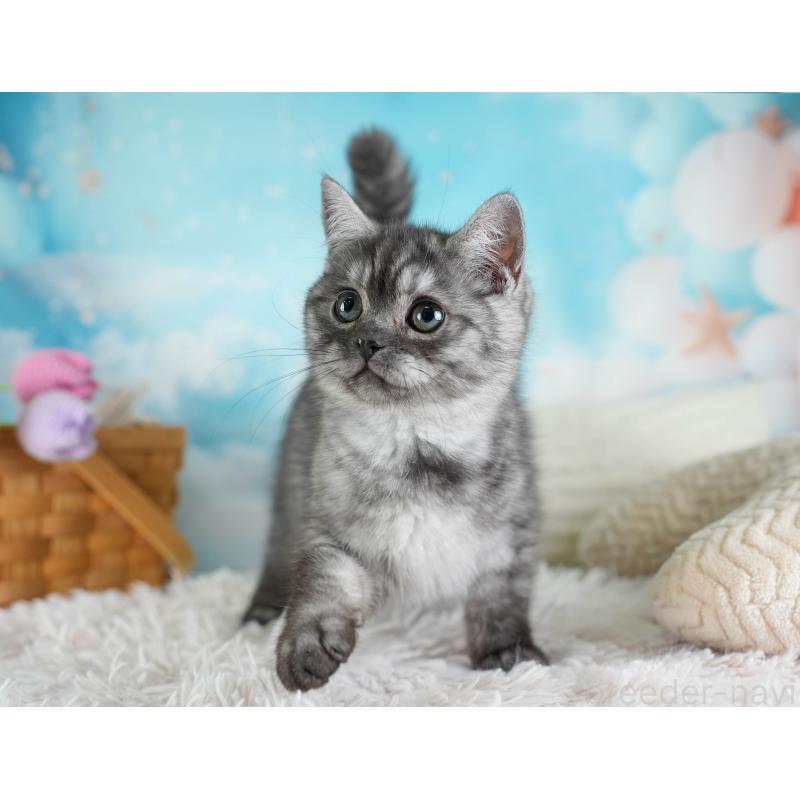 販売中の埼玉県のミヌエット-133597の7枚目