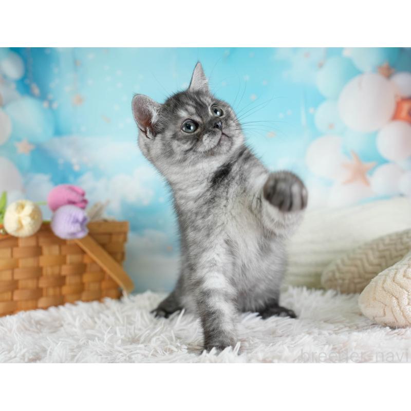 販売中の埼玉県のミヌエット-133597の6枚目