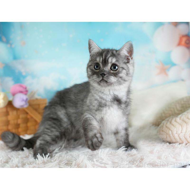 販売中の埼玉県のミヌエット-133597の5枚目