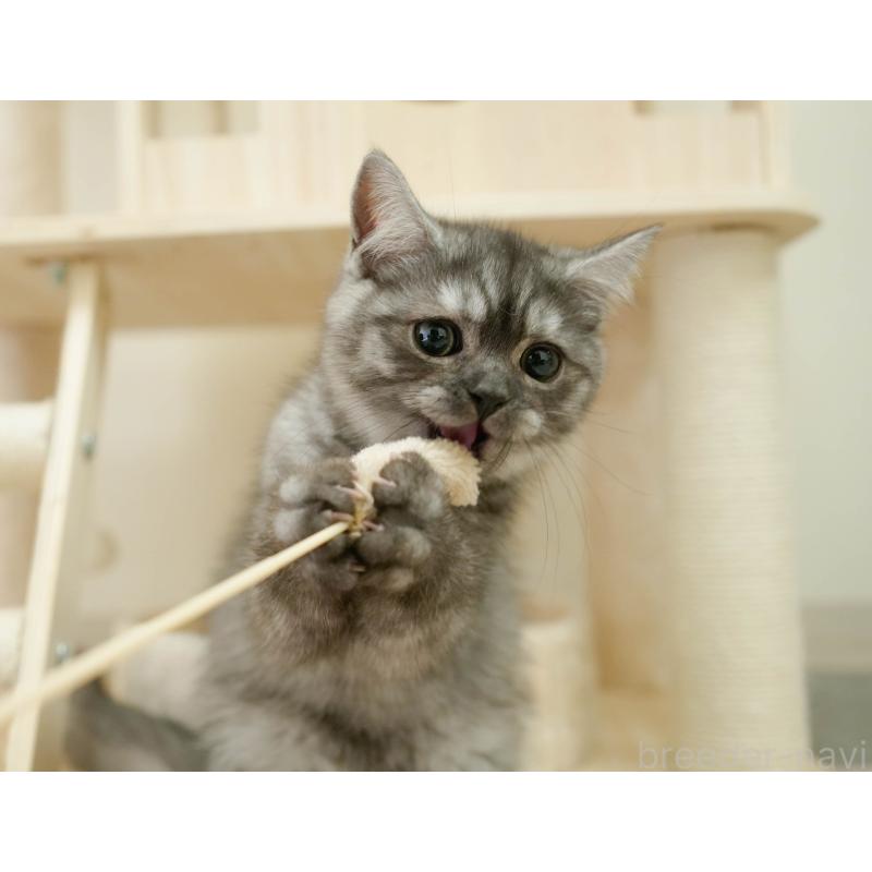 販売中の埼玉県のミヌエット-133597の4枚目