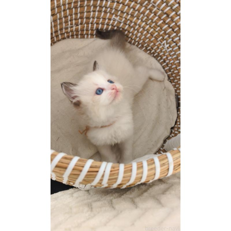 販売中の茨城県のラグドール-133599の6枚目