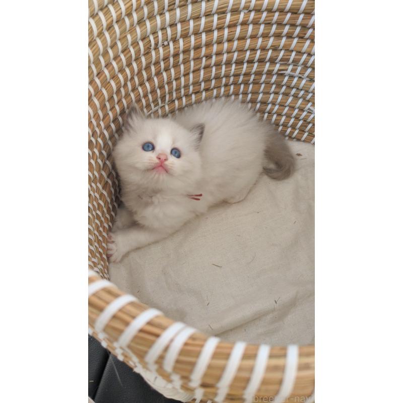販売中の茨城県のラグドール-133600の4枚目