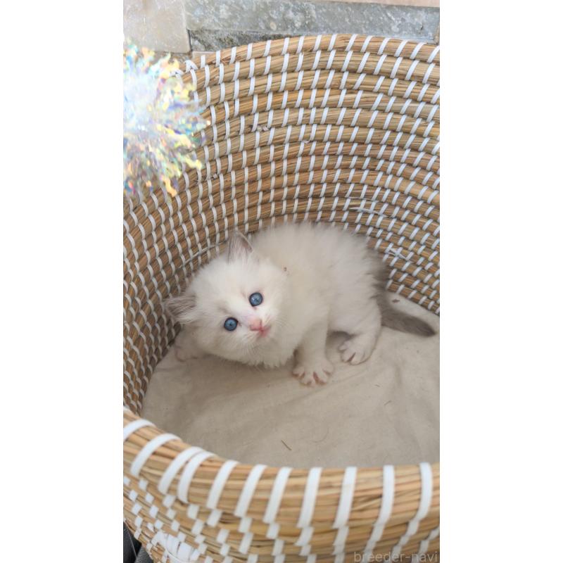 販売中の茨城県のラグドール-133600の3枚目