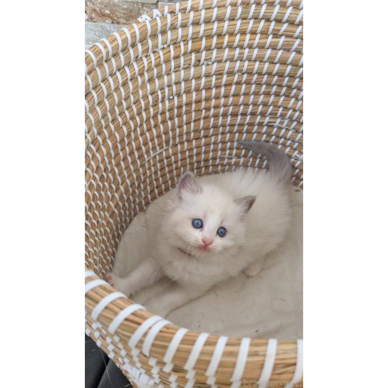 販売中の茨城県のラグドール-133600の2枚目