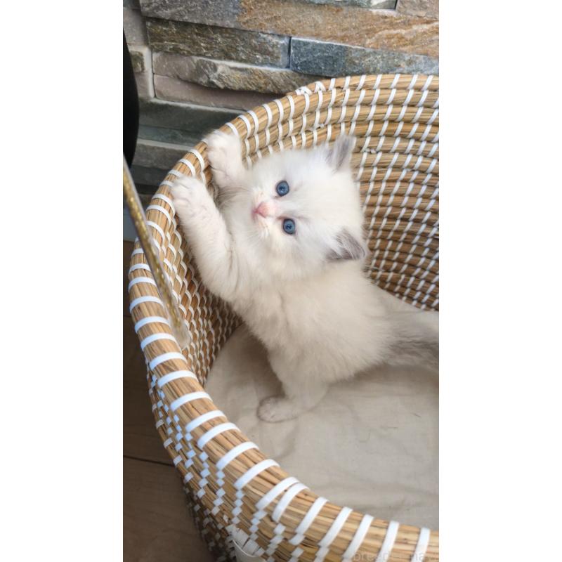 販売中の茨城県のラグドール-133601の4枚目