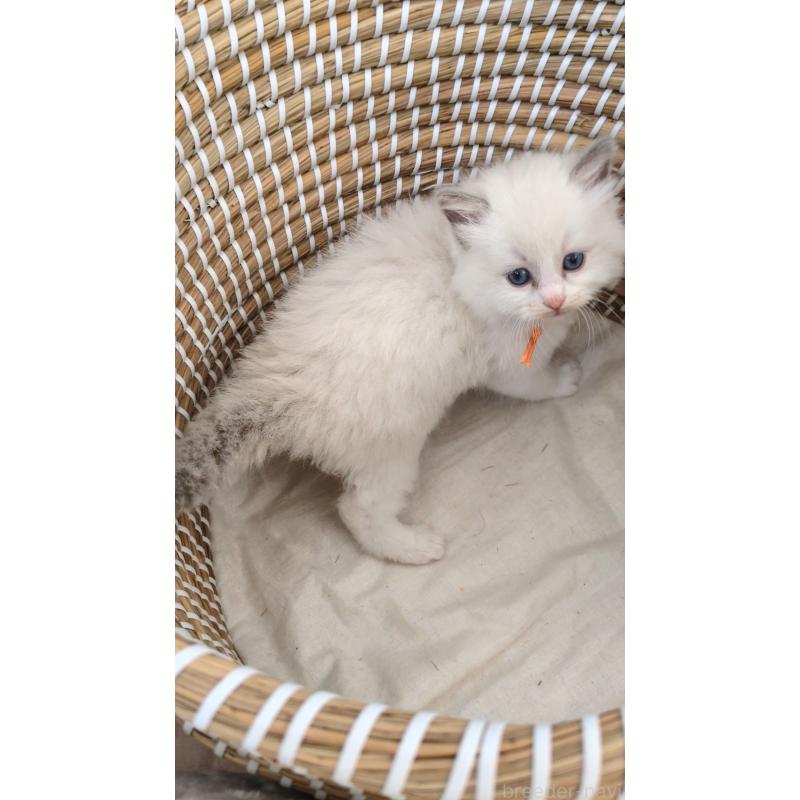 販売中の茨城県のラグドール-133601の3枚目